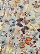 8th Feb 2023 - Coquina Shells