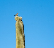 9th Feb 2023 - Cactus wren standing guard