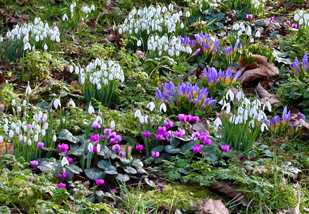 More Spring Bulbs from Doddington  by carole_sandford