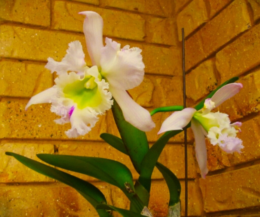 Another Cattleya Orchid ~ by happysnaps