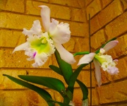 10th Feb 2023 - Another Cattleya Orchid ~