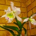 Another Cattleya Orchid ~ by happysnaps