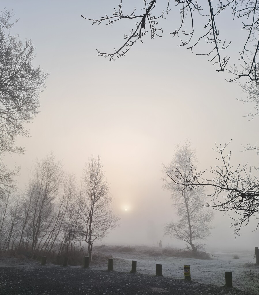 Misty morn by shine365