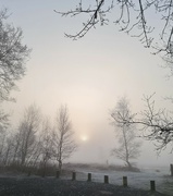 20th Jan 2023 - Misty morn