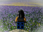 9th Feb 2023 - Looking across a sea of lavender 