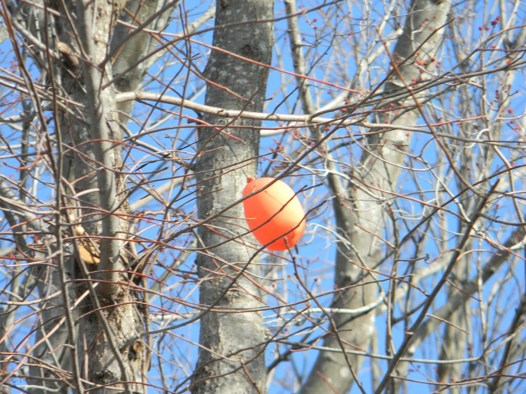 Balloon in Tree in Parking Lot  by sfeldphotos
