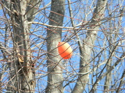 8th Feb 2023 - Balloon in Tree in Parking Lot 