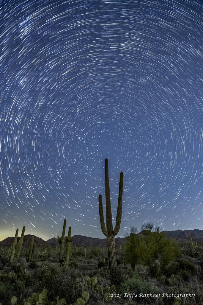 Saguaro is Stargazing by taffy