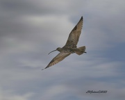 8th Feb 2023 - LHG_5689Long-billed curlew in flight