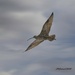 LHG_5689Long-billed curlew in flight by rontu