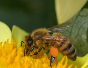 23rd Nov 2022 - Organic Garden #3 Mission complete - pollen pellets full 
