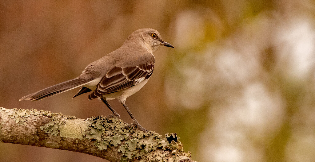 Mockingbird and Lichen! by rickster549