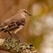 Mockingbird and Lichen! by rickster549