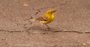 9th Feb 2023 - Yellow Bird on the Pavement!