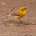Yellow Bird on the Pavement! by rickster549