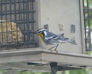 9th Feb 2023 - Yellow-Throated Warbler