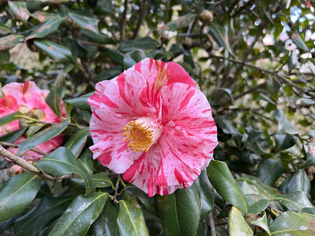 Camellia perfection by congaree