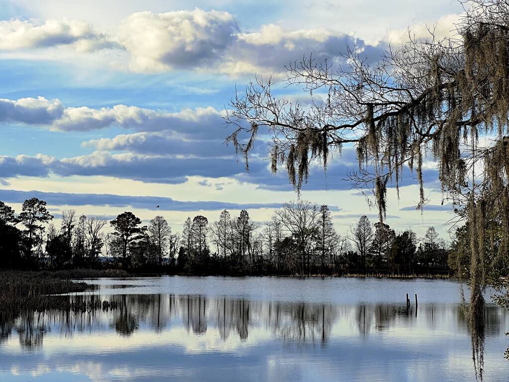 Lake, sky and Spanish moss by congaree