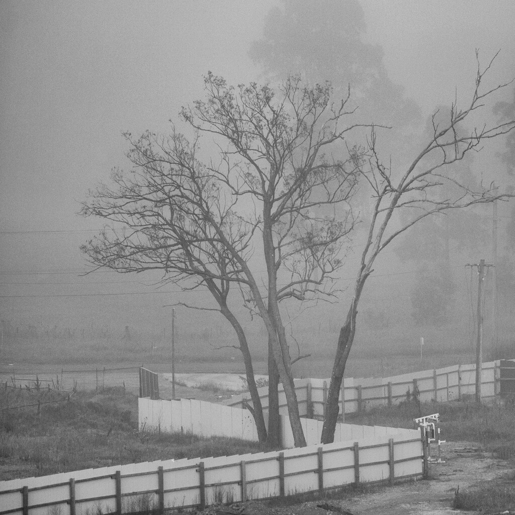 foggy morning by mumuzi