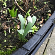 28th Jan 2023 - The First Snowdrop