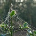 An early walk showed how busy the spiders had been overnight by anitaw
