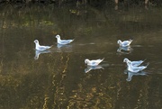 9th Feb 2023 - I liked their reasonably clear reflections in the rippled water