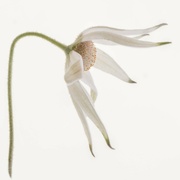 3rd Feb 2023 - Flannel flower
