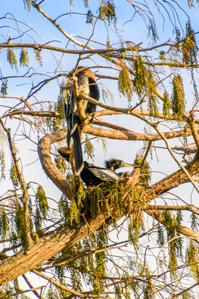 Nesting Anhingas by danette