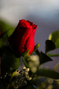 10th Feb 2023 - Red Rose