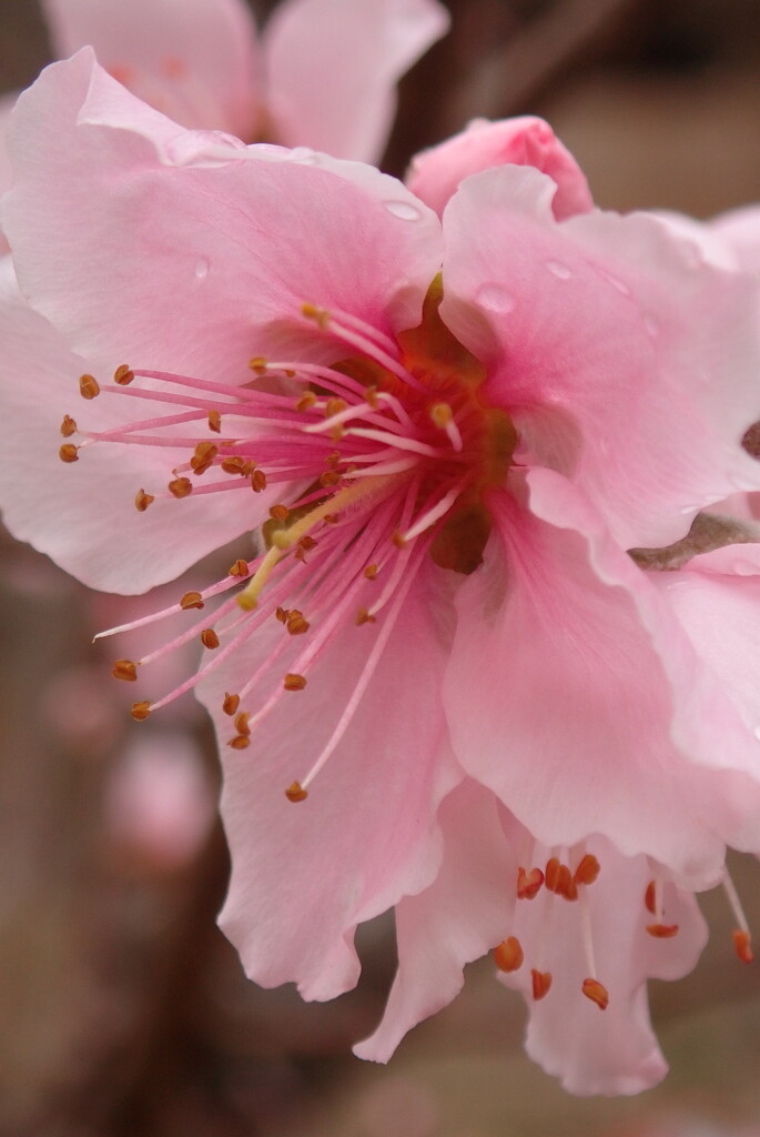 Early Peach Blossoms by matsaleh
