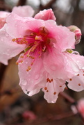 8th Feb 2023 - Early Peach Blossoms after Rain