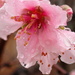 Early Peach Blossoms after Rain