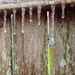 Ice on Rotting Fence by matsaleh