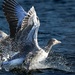 Goose takeoff by brocky59