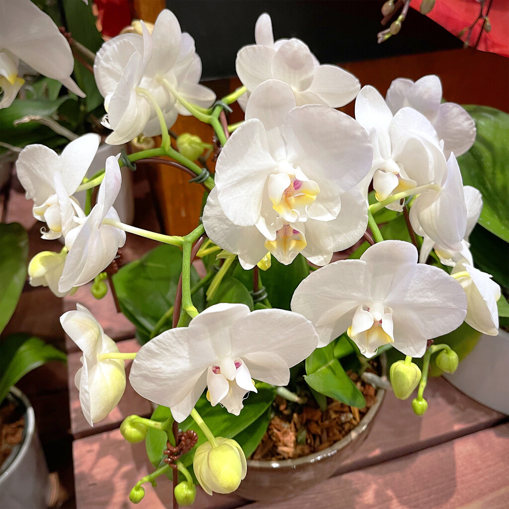 The Fresh Market Orchids by yogiw