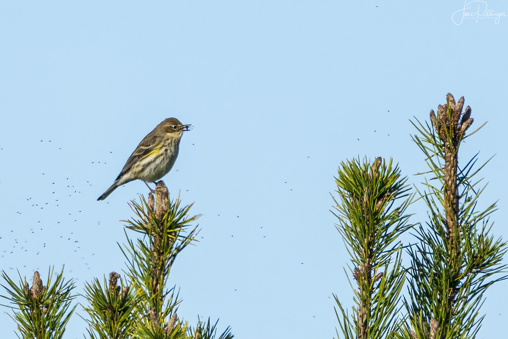 Yellow Rumped Warbler Catches Lunch  by jgpittenger