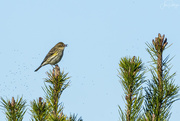 10th Feb 2023 - Yellow Rumped Warbler Catches Lunch 