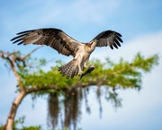 10th Feb 2023 - Osprey!