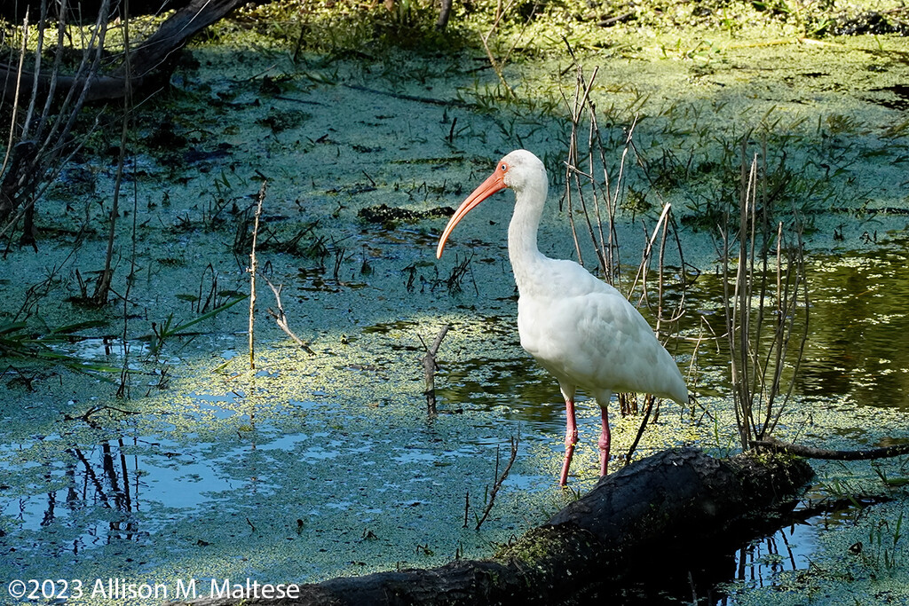 White Ibis in the Shallows by falcon11