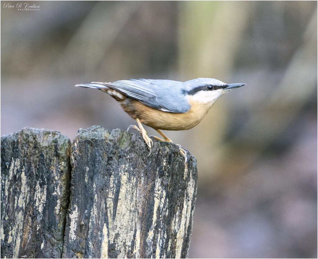 Nuthatch  by pcoulson