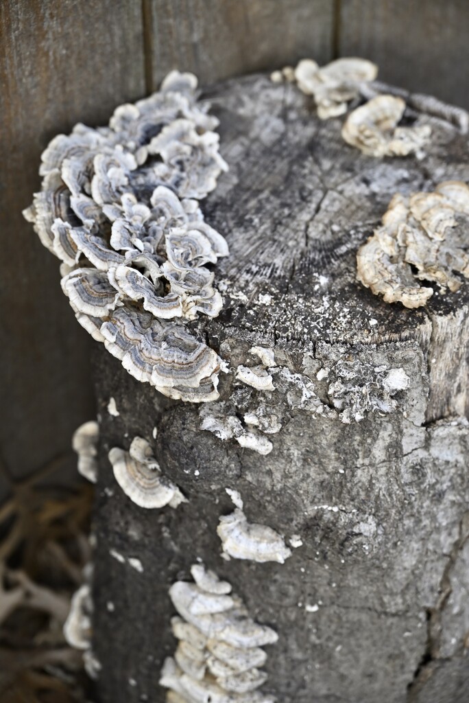 Fungus Log by metzpah