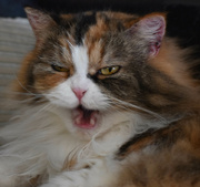 10th Feb 2023 - Grumpy Kitty? No, Just Yawning!