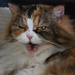 Grumpy Kitty? No, Just Yawning! by bjywamer