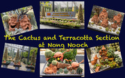 10th Feb 2023 - Cactus and Terracotta at Nong Nooch