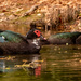 Muscovy Ducks! by rickster549