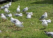 9th Feb 2023 - Seagulls waiting also
