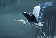 11th Feb 2023 - Heron flying over water 