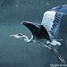 Heron flying over water  by stuart46