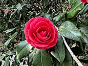 11th Feb 2023 - Camellia 