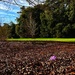 A lonely crocus - 11 by rensala